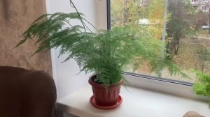 Аспарагус перистый. Что будет, если обрезать длинные побеги?