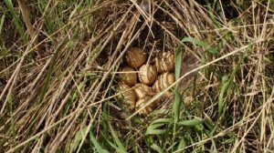 Виктор Астафьев «Капалуха»