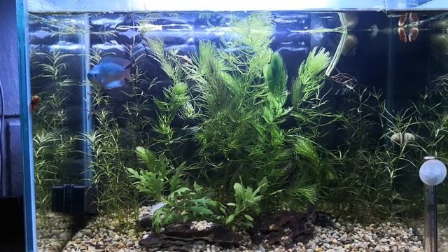 Neon blue dwarf gourami. смотреть онлайн