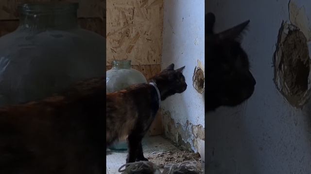 Инфаркт от любопытства смотреть онлайн