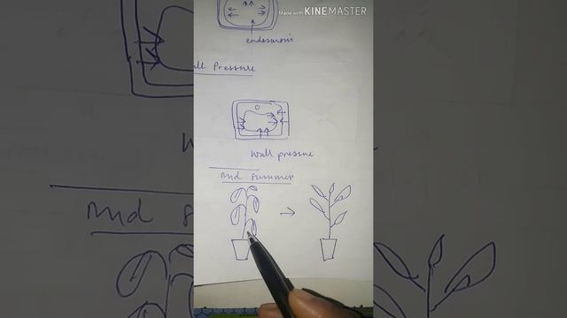 Class X Biology. Chap- 4. Absorption by roots. Topic- Turgor and wall pressure смотреть онлайн