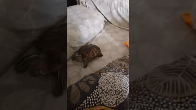 третья часть про Лео смотреть онлайн