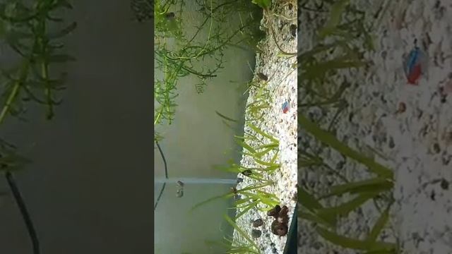 Истории из аквариума. "Осознанность" смотреть онлайн