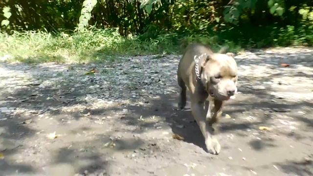 Cin City Bullies Gotti смотреть онлайн