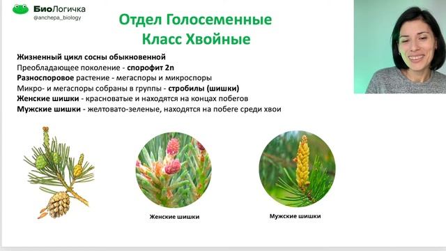 7 МОДУЛЬ Ботаника. Отдел Голосеменные смотреть онлайн