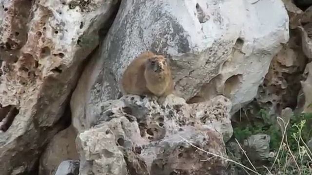 Hyrax Singing On A Rock