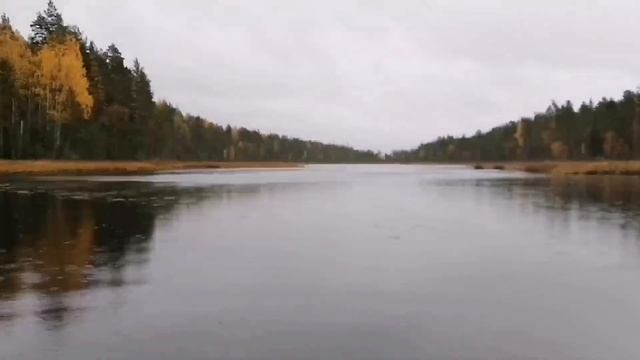 Ходовая охота с ВСЛ на медведя в Карелии. Karhunmetsästys Karjalassa.