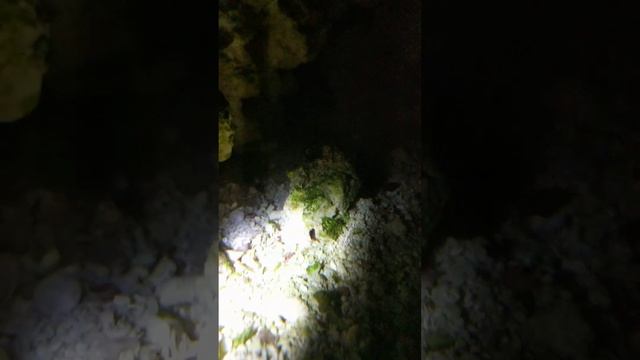 Scutus? смотреть онлайн