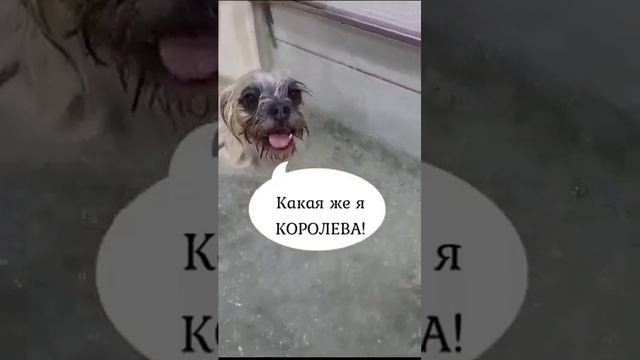 Вы когда ни будь задумывались о чем думают собаки у грумера? Вот ответ! Подпишись! смотреть онлайн