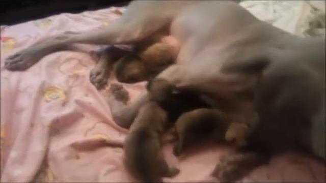 Тайский риджбек кормит чихуашек смотреть онлайн