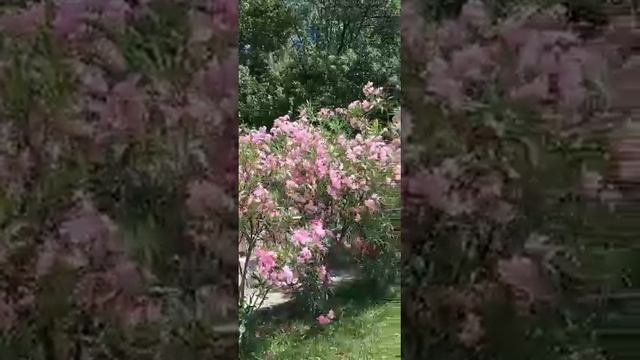 Июльское цветение. смотреть онлайн