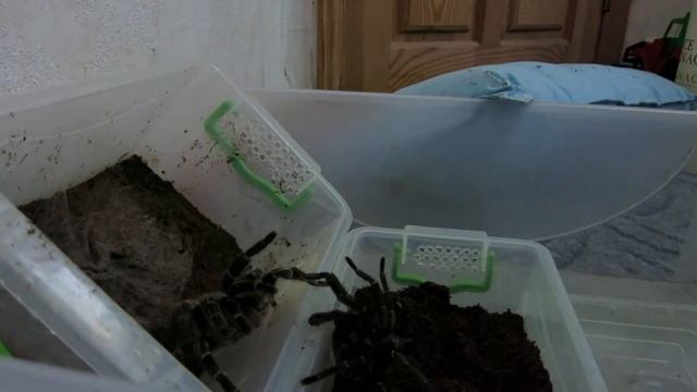 Aphonopelma seemanni. Giant spider lucky contact смотреть онлайн