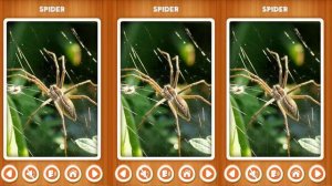 Learning HD Animals Sounds And Names For Children Toddlers And Babies Learn Wild Animals Names