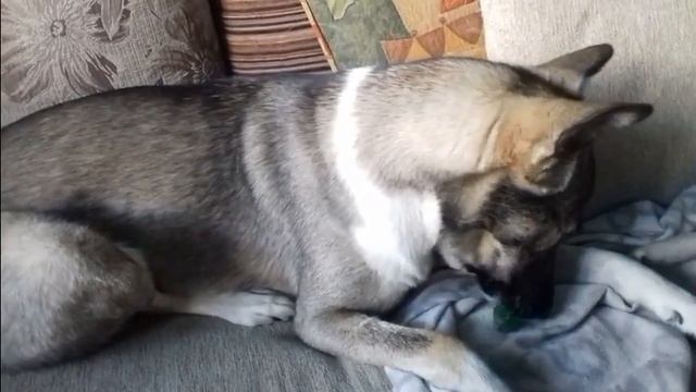 доню съешь мармеладку.the Dong Eat A Jelly Bean