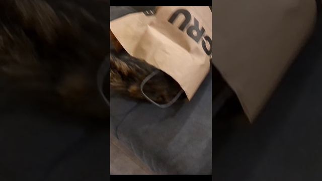 Улиткокот смотреть онлайн