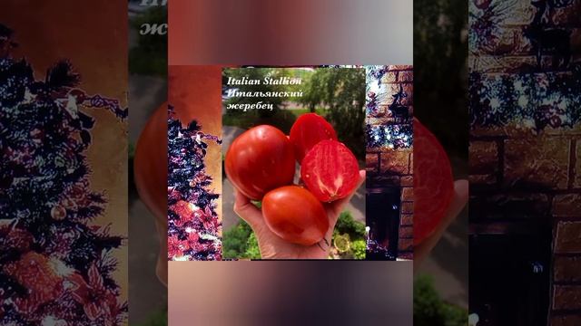 Томаты смотреть онлайн