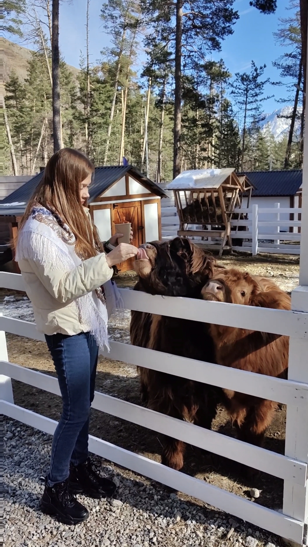 Кормлю хайлендов Пуха и Бетти) смотреть онлайн