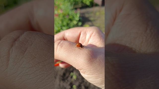 Спасла божью коровку. Сушит крылышки на солнце. смотреть онлайн