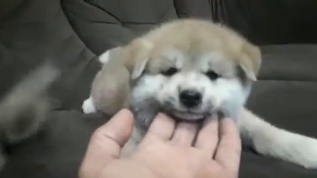 VID 20220814 WA0016 смотреть онлайн