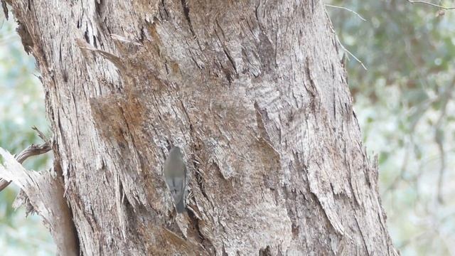 Brown and White-throated Treecreepers foraging, perching in Eucalypts Victoria Australia June 2022 смотреть онлайн