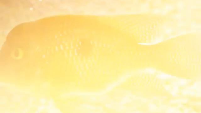 Cosmocaixa смотреть онлайн