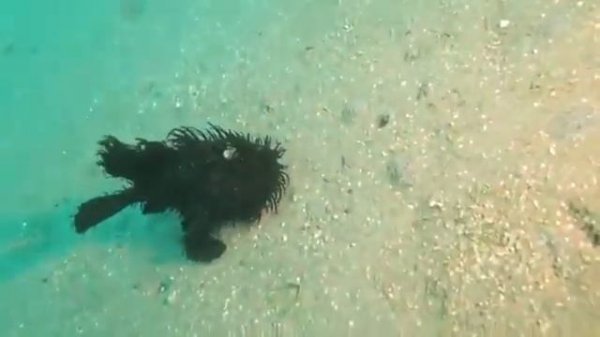 Ходячие рыбы