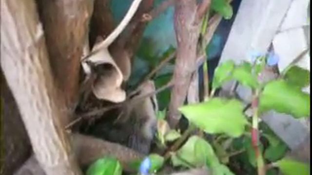 baby opossum смотреть онлайн