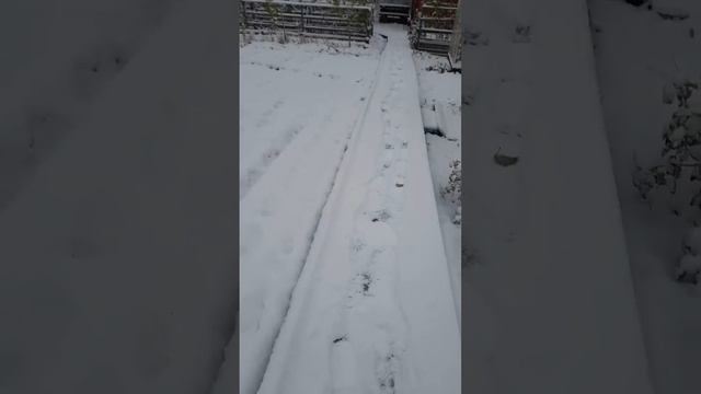 Первый снег, или я ожил и начинаю снимать видео смотреть онлайн