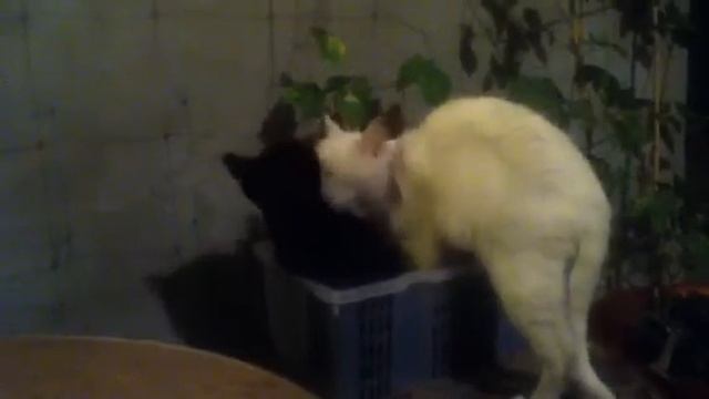 3 кошки, одна коробка / 3 cats, one box смотреть онлайн