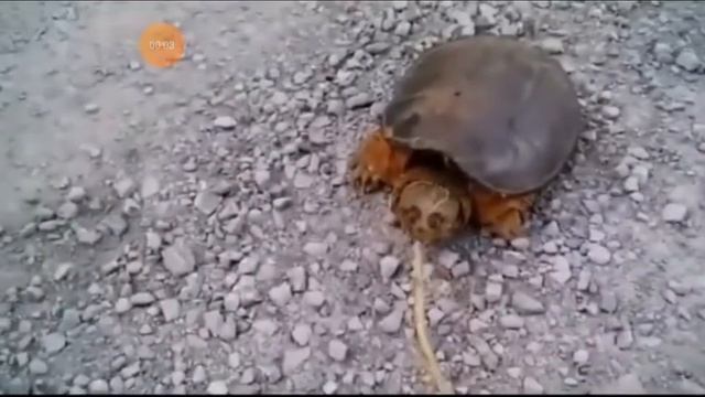мем про черепаху😂🤣😂🤣😂 смотреть онлайн