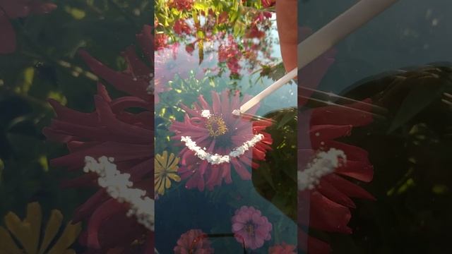 Улитки Ахатины и Смайлик 🙂 #улиткишоу смотреть онлайн