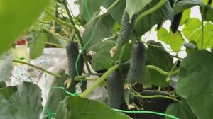 Прививка огурцов для большого урожая в холодное сибирское лето