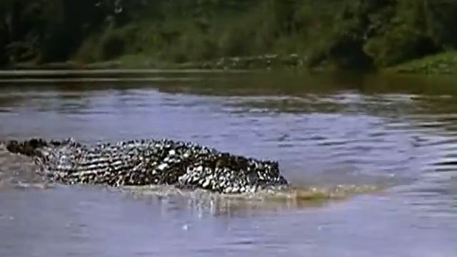 Killer Crocodile 2 (1990) - Can you spot the toy crocodile? смотреть онлайн