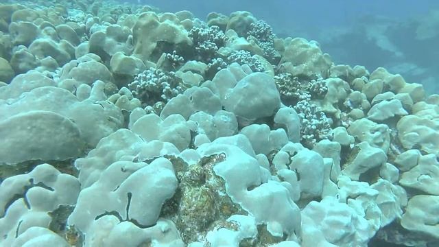 Scuba diving at Leleiwi, Hilo, Hawaii. Tons of turtles (honu) and an arch смотреть онлайн