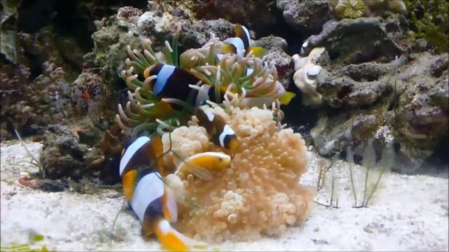 馬達加斯加小丑，非洲藍帶小丑，…，斑節海葵Heteractis aurora 與紅肚海葵Macrodactyla doreensis смотреть онлайн