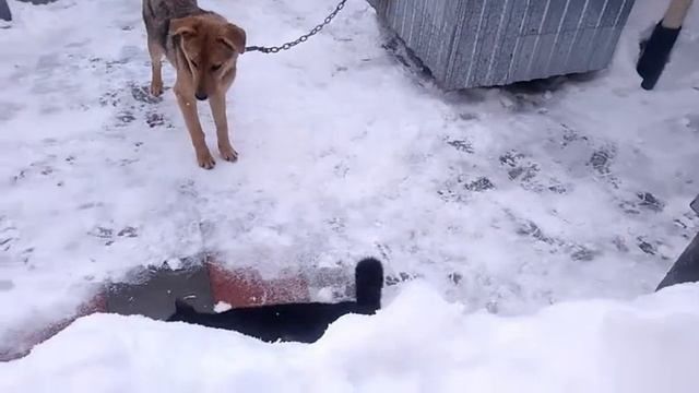 Дружба кота и собаки смотреть онлайн