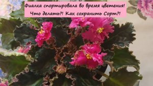 Фиалка спортировала во время цветения! Что делать?! Как сохранить Сорт?!