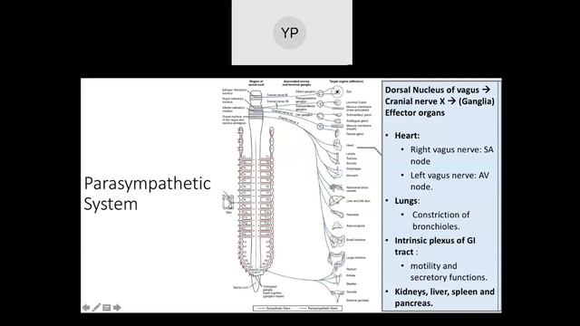 AUTONOMIC NERVOUS SYSTEM смотреть онлайн