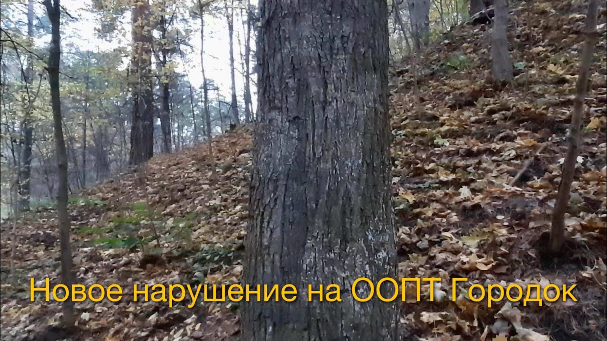 Новое нарушение на ООПТ Городок