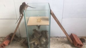 как поймать крысу