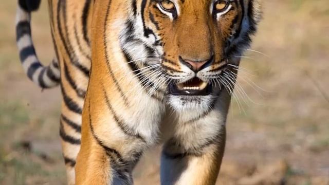 Tiger Sounds And Tiger Pictures  For Teaching ~ Learn The Sound A Tiger Makes