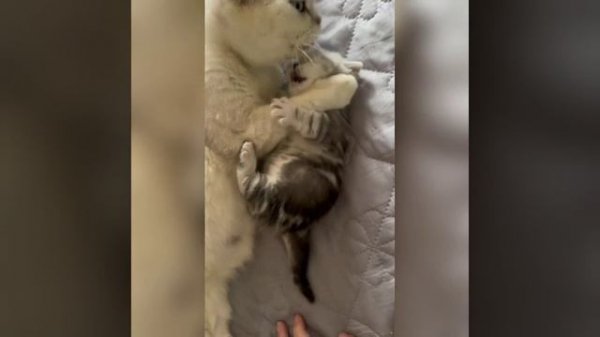 Мы в ВК https://vk.com/life_of_cats