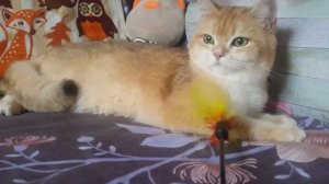 Британская золотая шиншилла