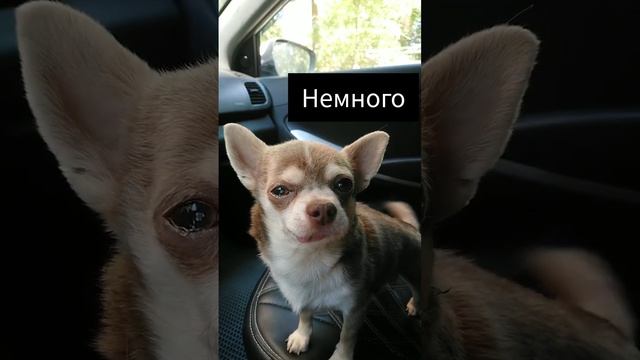 Когда хочется на ручки чихуахуа Рич смотреть онлайн