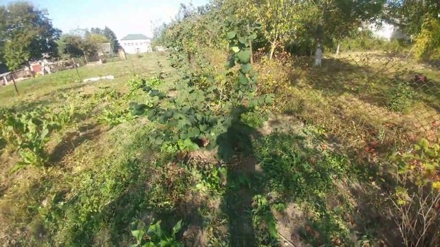 фундук станом на 23.09.20р смотреть онлайн