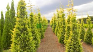 Купрессоципарис Лейланда. Природный мутант для Вашего сада.