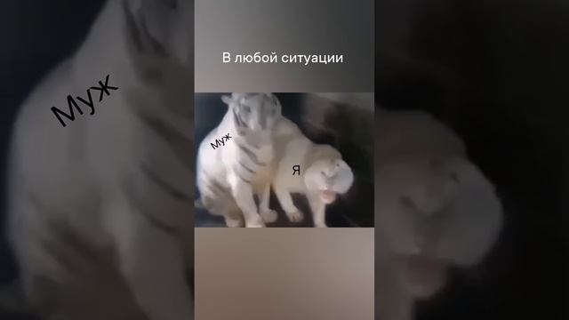 Муж и я в любой ситуации смотреть онлайн