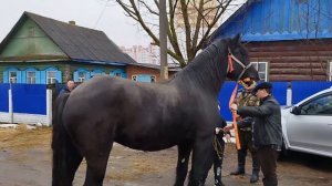 ЦЫГАНСКИЕ ЛОШАДИ🐎КОБЫЛА АТАКА 4 ГОДА💪СУПЕР!!!
