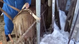 Кастрация большого кабана в одного/Дубль два работает профи