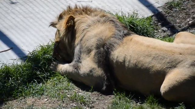 Утро молодого прайда! Тайган Morning of the young pride! Taigan смотреть онлайн